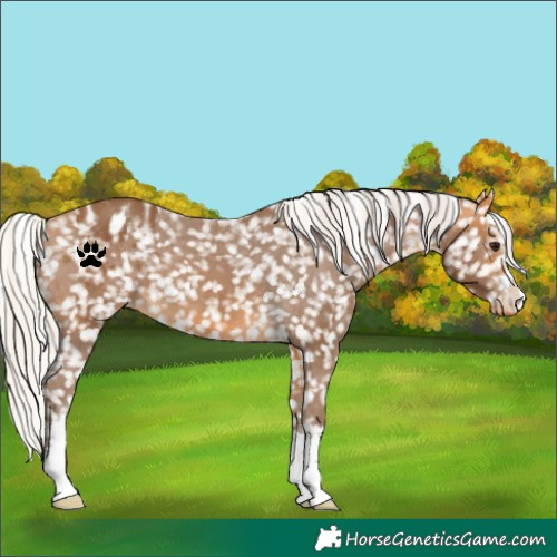 Horse Color:Silver Buckskin Blanket