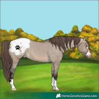 Horse Color:Brown Dun Snowcap