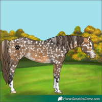 Horse Color:Buckskin Snowflake Varnish