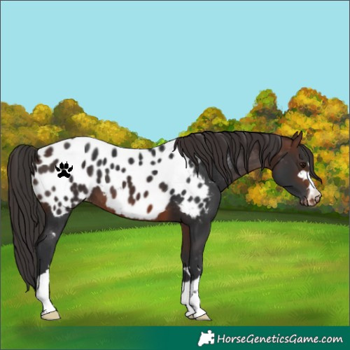 Horse Color:Brown Near Leopard