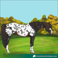 Horse Color:Brown Near Leopard