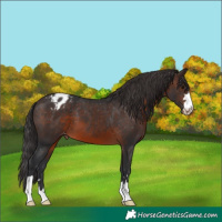 Horse Color:Brown Varnish 