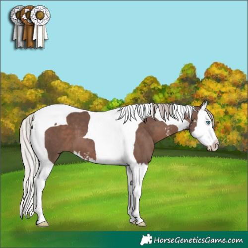 Horse Color:Silver Black Sabino Splash Tobiano 