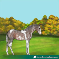 Horse Color:Silver Brown Sabino Tobiano 