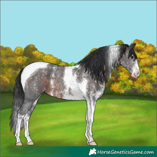 Horse Color:Brown Sabino Tobiano