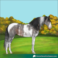 Horse Color:Brown Sabino Tobiano