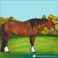Horse Color:Bay Tobiano