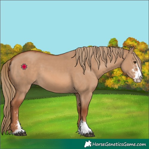 Horse Color:Red Dun Sabino