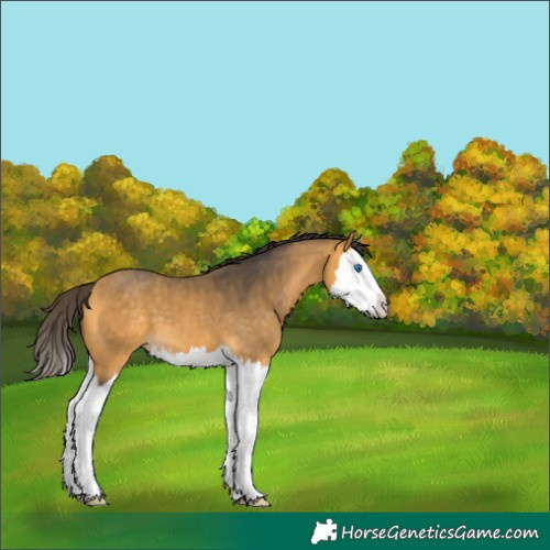 Horse Color:Buckskin Splash
