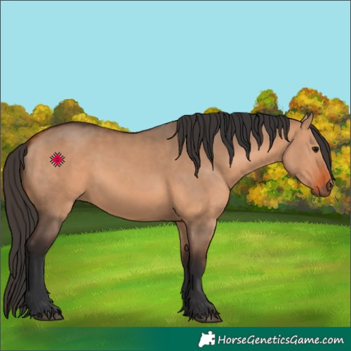 Horse Color:Bay Dun
