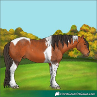 Horse Color:Bay Tobiano 
