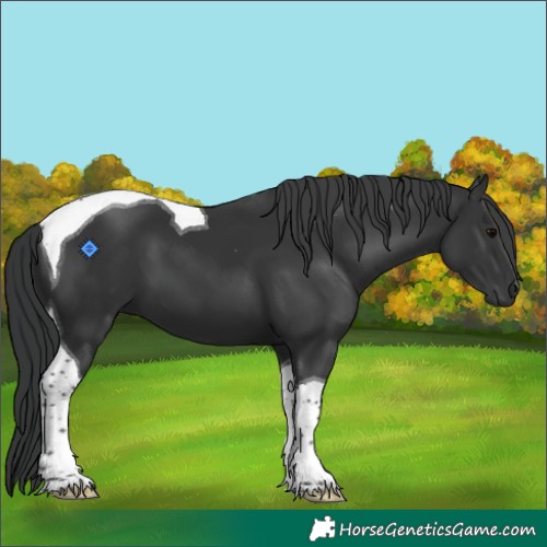 Horse Color:Black Tobiano