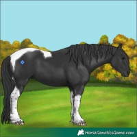 Horse Color:Black Tobiano 