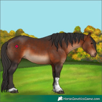 Horse Color:Bay Tobiano Rabicano 