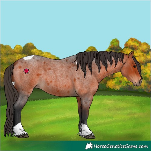 Horse Color:Bay Roan Tobiano