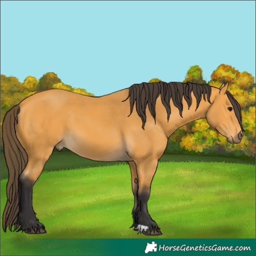Horse Color:Buckskin 