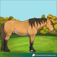 Horse Color:Buckskin 