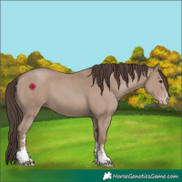 Horse Color:Classic Champagne Sabino