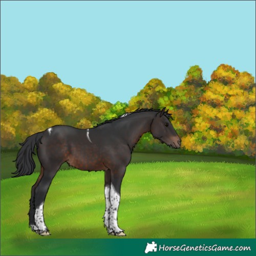 Horse Color:Brown Tobiano