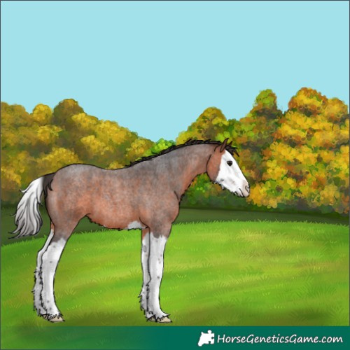 Horse Color:Bay Roan Splash