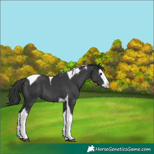 Horse Color:Black Splash Tobiano 