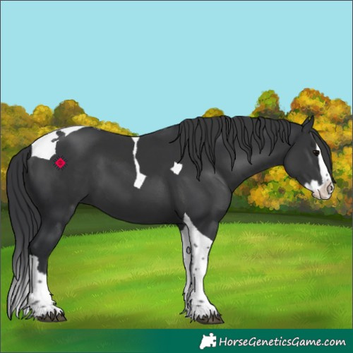 Horse Color:Black Splash Tobiano