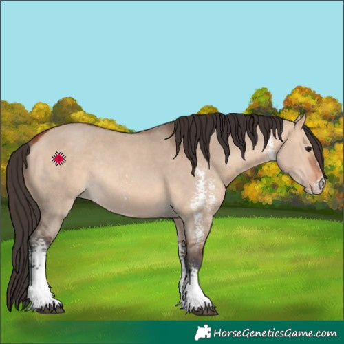 Horse Color:Bay Dun Sabino Rabicano