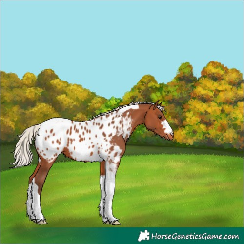 Horse Color:Silver Bay Tobiano Appaloosa