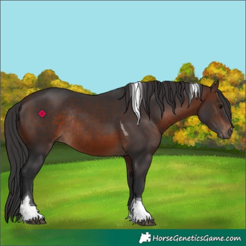 Horse Color:Brown Tobiano Rabicano