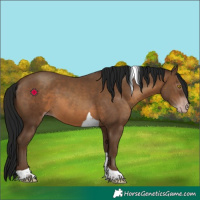 Horse Color:Gray Sable Champagne Tobiano