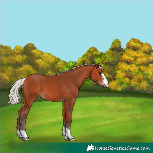 Horse Color:Silver Bay 