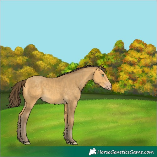 Horse Color:Amber Cream Champagne 