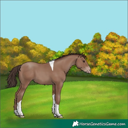 Horse Color:Classic Champagne Tobiano 