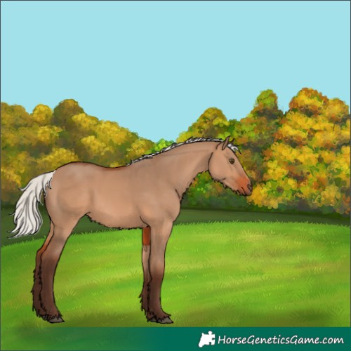 Horse Color:Silver Brown Dun Rabicano 