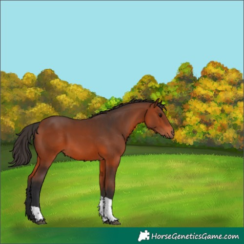 Horse Color:Bay Tobiano 
