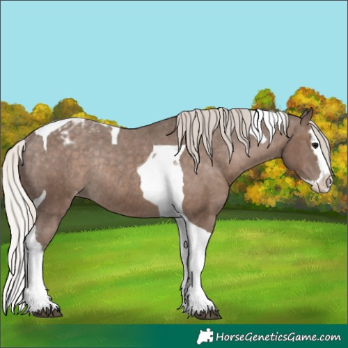 Horse Color:Silver Black Splash Tobiano Varnish Rabicano