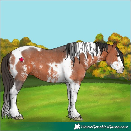 Horse Color:Bay Sabino Splash Tobiano