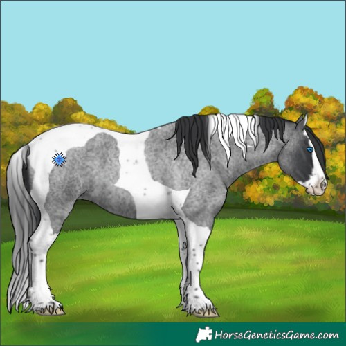Horse Color:Blue Roan Splash Tobiano