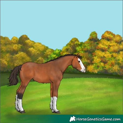 Horse Color:Bay Splash