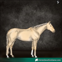 Horse Color:Palomino Dun Tobiano 