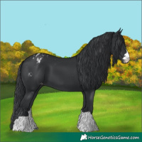 Horse Color:Black Appaloosa 