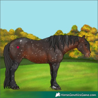 Horse Color:Brown Appaloosa 