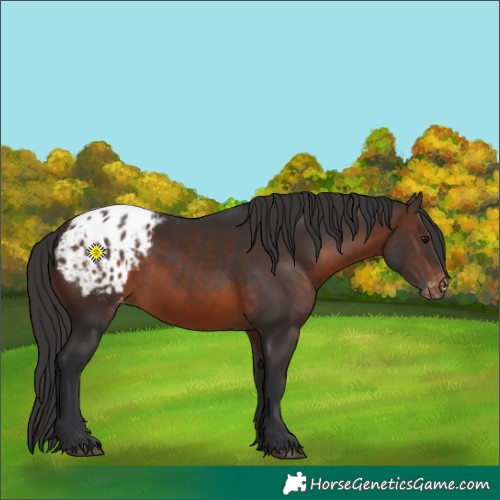 Horse Color:Brown Appaloosa 