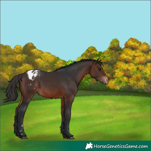 Horse Color:Brown Appaloosa