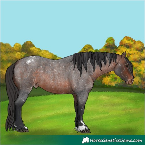 Horse Color:Brown Roan Appaloosa