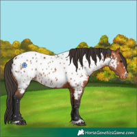 Horse Color:Bay Appaloosa