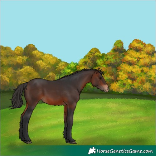 Horse Color:Brown Appaloosa 