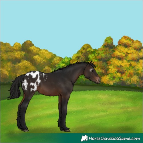 Horse Color:Gray Bay Appaloosa