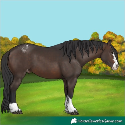 Horse Color:Brown Appaloosa 