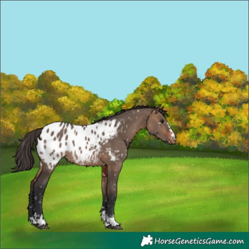 Horse Color:Brown Dun Appaloosa